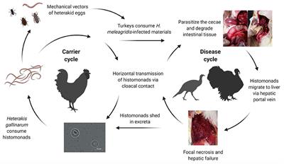 Histomonosis in Poultry: A Comprehensive Review